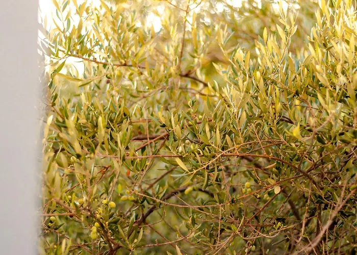 Aparthotel Peroulia Koróni